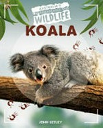 Koala / John Lesley.